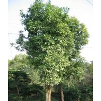 大量低價供應各種規(guī)格香泡 八月金桂、夾竹桃、香樟