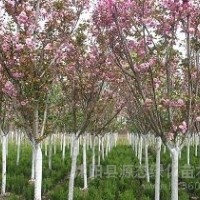 供應(yīng)日本櫻花，日本櫻花價(jià)格，日本櫻花小苗，江蘇日本櫻花，日本