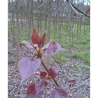 供應(yīng)8公分紅葉楊 四川