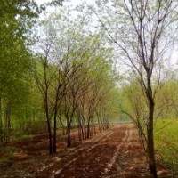 國(guó)槐、銀杏處理