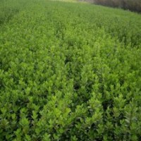 供應(yīng)冬青（黃楊苗）