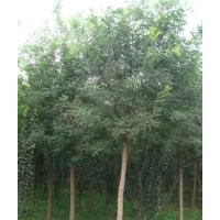 出售7-18公分國(guó)槐