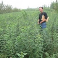 皂角之鄉(xiāng)供應(yīng)長刺大刺密刺皂角苗20萬株