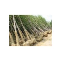 哪里有國槐 大規(guī)格國槐 國槐小苗