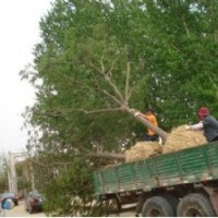 安徽合歡價(jià)格國(guó)槐價(jià)格2013年國(guó)槐苗價(jià)格