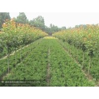 泰山子豪苗木供應(yīng)：【大喬木 行道樹(shù)】