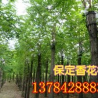 嫁接香花槐、香花槐價(jià)格