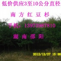 直徑3至10公分南方紅豆杉