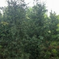 供應(yīng)精品羅漢松