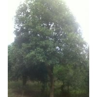 供應(yīng)25公分八月桂