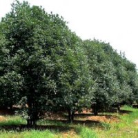 桂花 紫葉李,重陽木,馬褂木