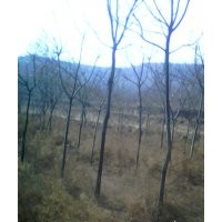 國(guó)槐小苗，3-8公分國(guó)槐，40古槐