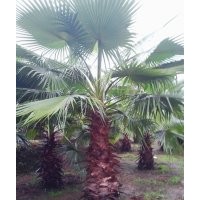 四川老人葵，老人葵基地，老人葵風(fēng)景樹，老人葵