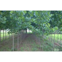 供應(yīng)毛白楊，毛白楊