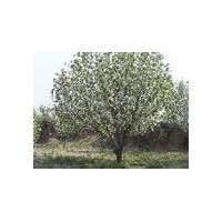 八棱海棠，海棠樹