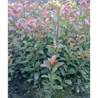 供應(yīng)紅葉石楠高20-70公分
