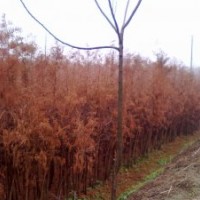 池杉、白楊樹、香樟樹