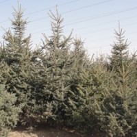 銷售1.5米2.0米2.5米3.0米3.5米青白仟云杉