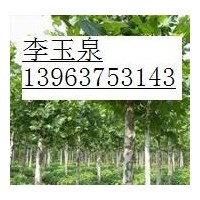 1--2年冠法桐，國(guó)槐，白蠟，欒樹，紅葉碧桃