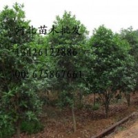 供應(yīng)桂花 大量低價(jià)出售桂花