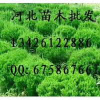 供應龍柏 龍柏 龍柏基地 龍柏哪里便宜 龍柏批發(fā) 大量低價出售龍