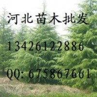 寶塔松 寶塔松批發(fā) 北京檜批發(fā)