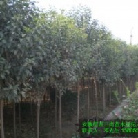 三崗苗木/大葉女貞基地/大葉女貞產(chǎn)地/大葉女貞價(jià)格