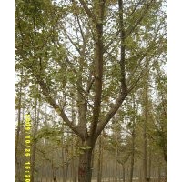 銀杏嫁接價(jià)格