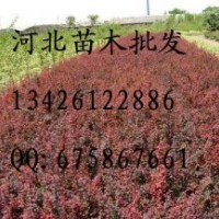 紅葉小檗 紅葉小檗批發(fā) 紅葉小檗價格 苗木 出售紅葉小檗 紅葉小