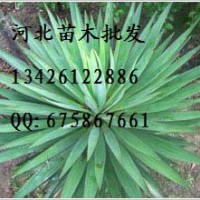 無患子批發(fā) 無患子價格 無患子哪里便宜 大量出售無患子 無患子