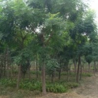 出售欒樹