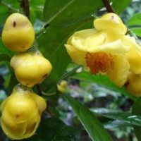 金花茶苗