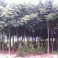 供應(yīng)欒樹，合歡，樸樹，櫸樹，黃連木