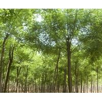 國槐大量供應(yīng)