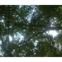 大量供應(yīng)白蠟