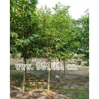 供應(yīng)大花第倫桃、二喬木蘭、發(fā)財樹、楓樹等