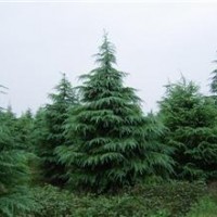 南京維華苗圃-雪松基地