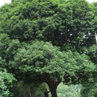 供應(yīng)紫薇 ,桂花,香樟