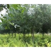 白蠟樹,銀杏,國槐