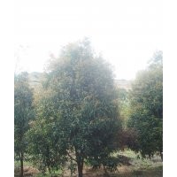 八月桂，四季桂，茶花，紅梅，無(wú)患子，羽毛楓