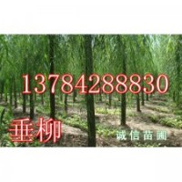 河北垂柳、河北垂柳價格