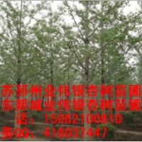 銀杏樹苗木銷售