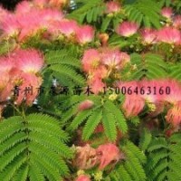 供應(yīng)各種規(guī)格合歡 合歡小苗 成品合歡樹(shù)