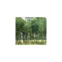 供應(yīng)速生柳，火炬樹綠化苗木