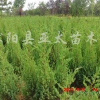 供應(yīng):塔柏，龍柏，蜀檜，北京檜，灑金柏，刺柏，地柏，沙地柏