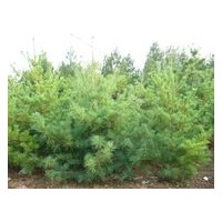 長(zhǎng)期供應(yīng)白皮松、油松、國(guó)槐、華山松