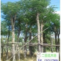 二目花木場(chǎng)供應(yīng)優(yōu)質(zhì)廣東鳳凰木|中山鳳凰木