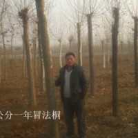 濟寧曙光苗木基地特供法桐：1——3年冒10----20公分造型法桐，法