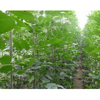 供應(yīng)速生白蠟1..12公分。速生國(guó)槐1-4.5公分