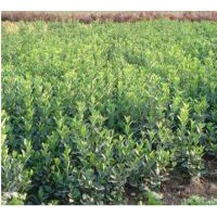 核桃苗,蘋果苗，油松，側(cè)柏等另出售山楂果